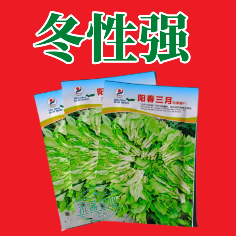 阳春三月白菜苔种子青菜苔种子越冬耐寒蔬菜种了籽四季蔬菜种