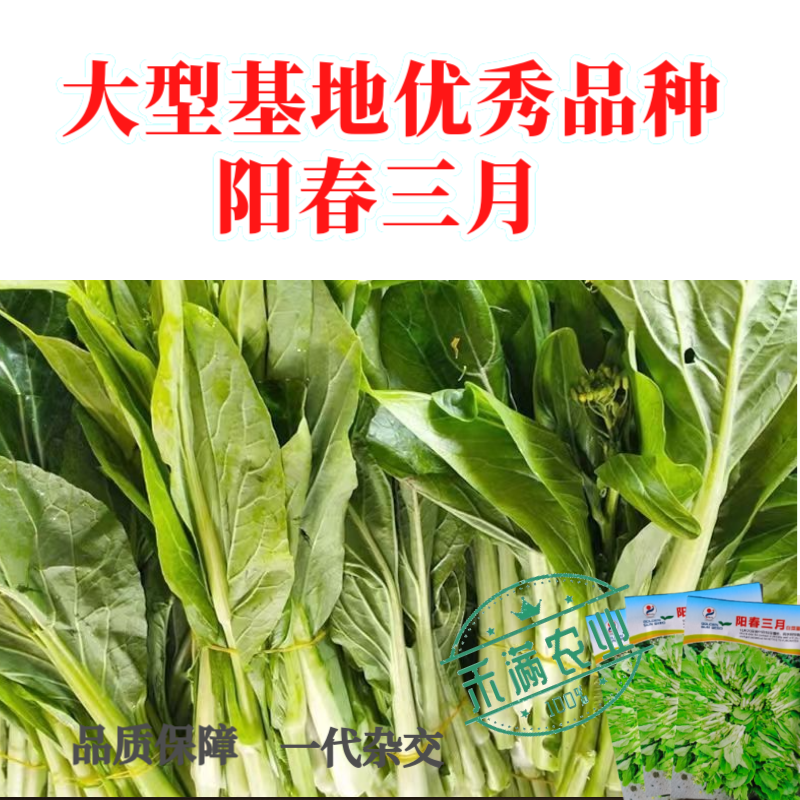 阳春三月白菜苔种子青菜苔种子越冬耐寒蔬菜种了籽四季蔬菜种