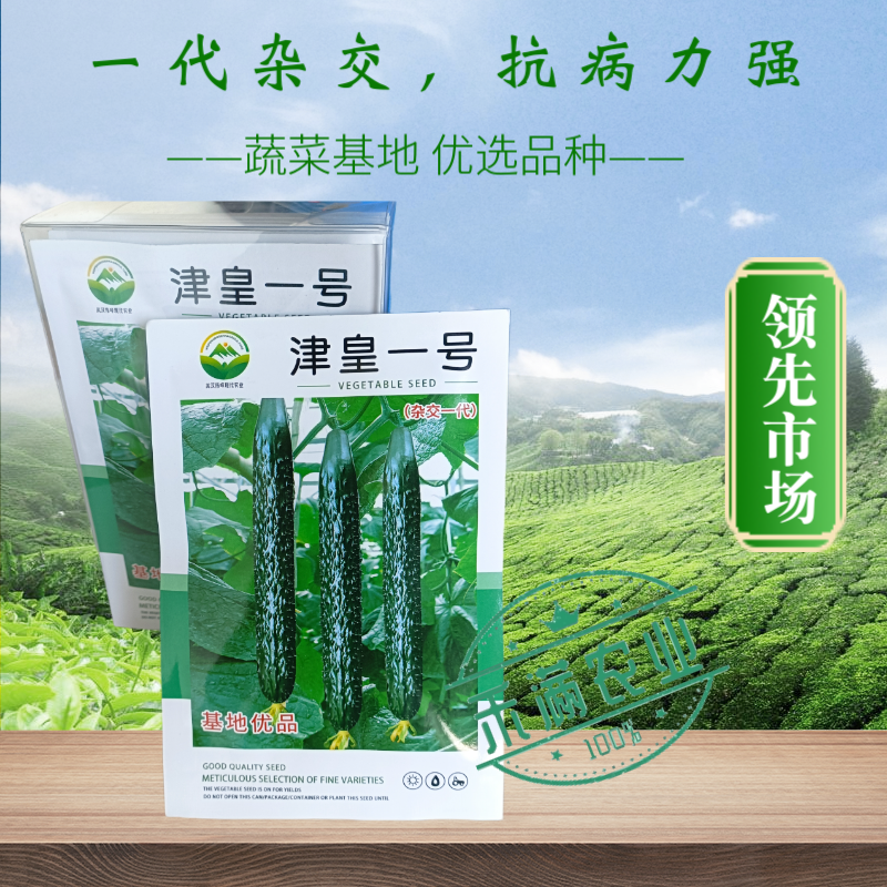 津皇一号油亮密刺黄瓜种子种籽强雌耐热高产春秋越冬