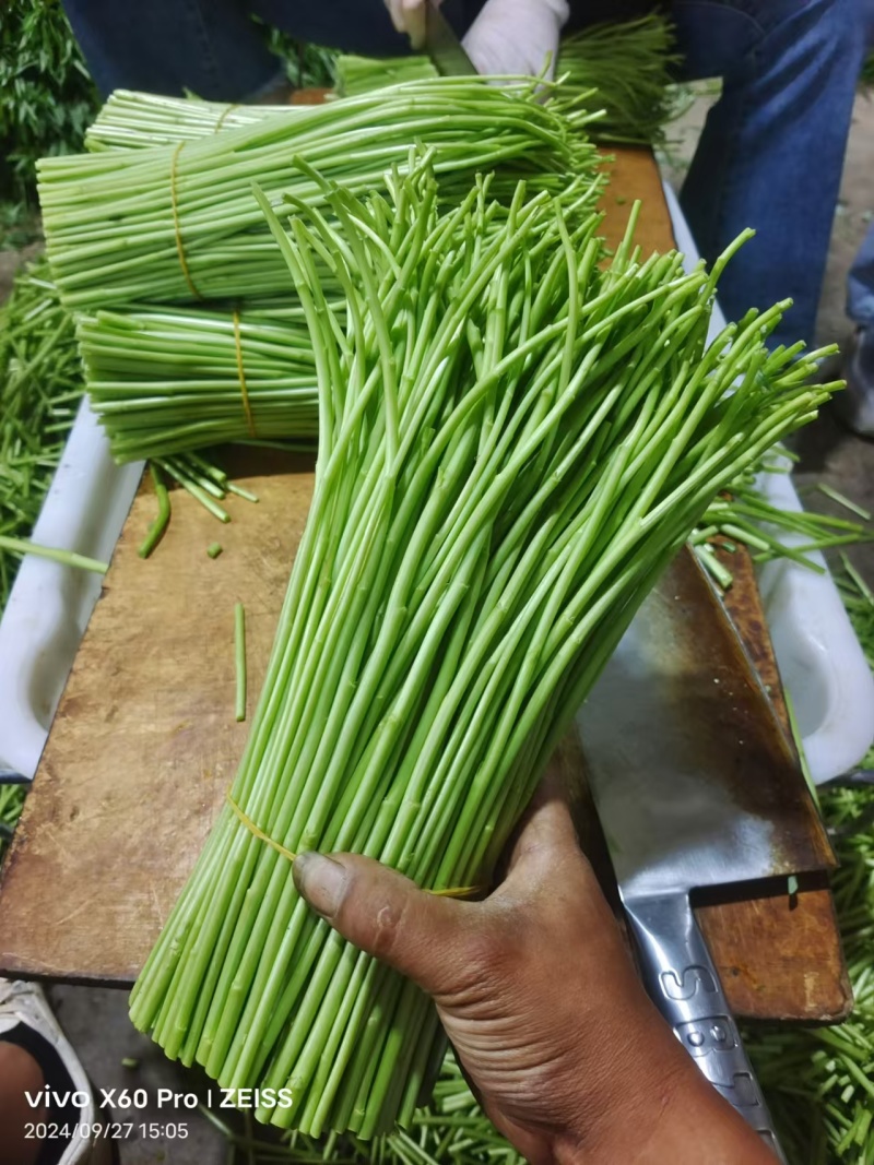【推荐】精品芦蒿白蒿产地直发全国代发偏执保障欢迎