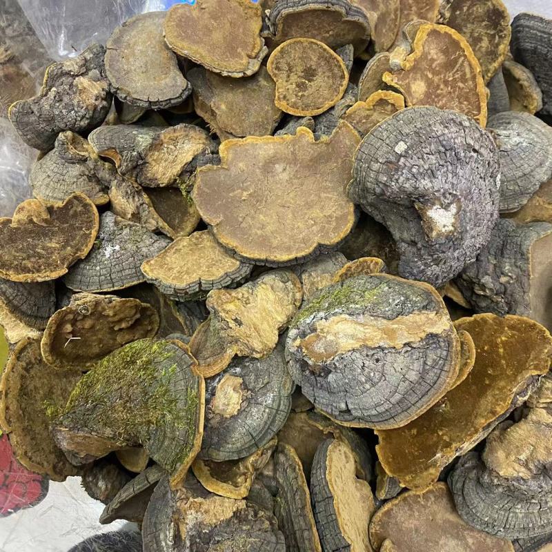大金边桑黄暴马丁桑黄桑树桑黄产地货源