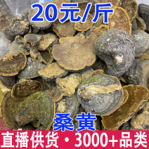 大金边桑黄暴马丁桑黄桑树桑黄产地货源