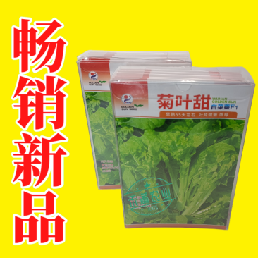 特色白菜苔种子菊叶甜畅销蔬菜种子四季秋季耐寒早熟大田种籽