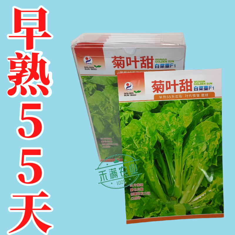 特色白菜苔种子菊叶甜畅销蔬菜种子四季秋季耐寒早熟大田种籽