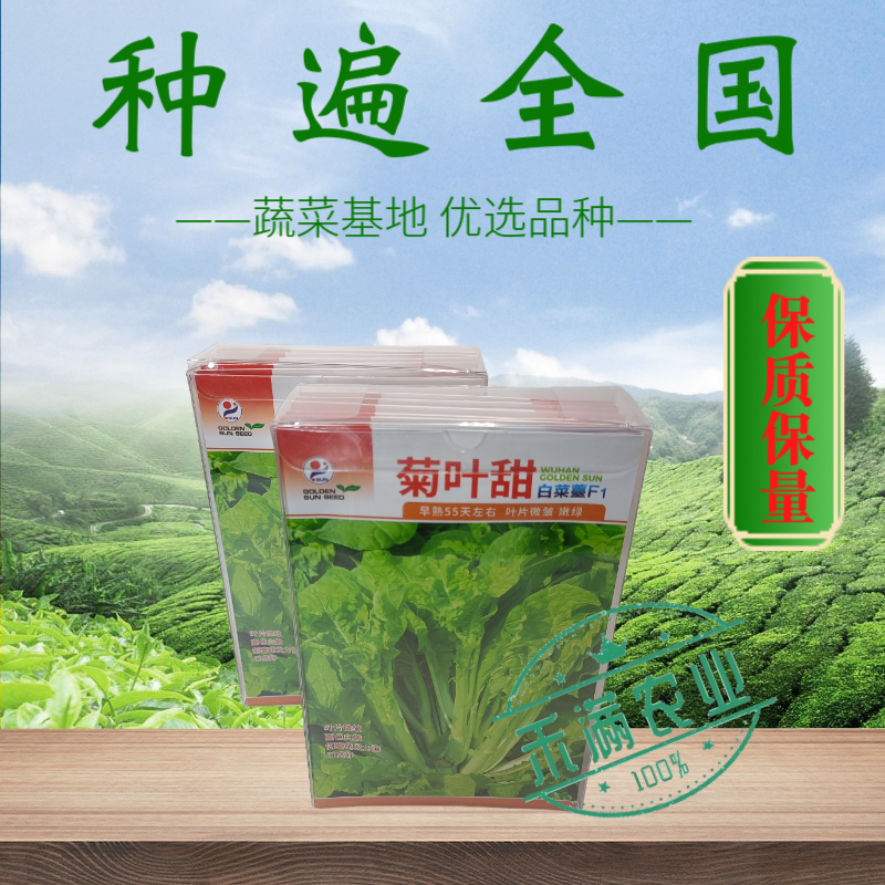 特色白菜苔种子菊叶甜畅销蔬菜种子四季秋季耐寒早熟大田种籽