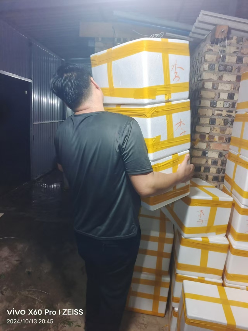 【推荐】精品芦蒿嫩芦蒿品质保障代发全国可视频看货