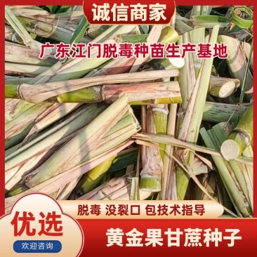 黄金果甘蔗种子量大有货专业对接有需要的老板