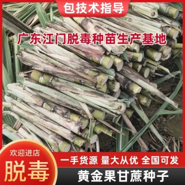 【回购率高】黄金果甘蔗种子脱毒青皮量大有货