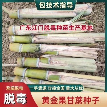 黄皮甘蔗种子诚信经营，品质保证值得信赖，包技术指导