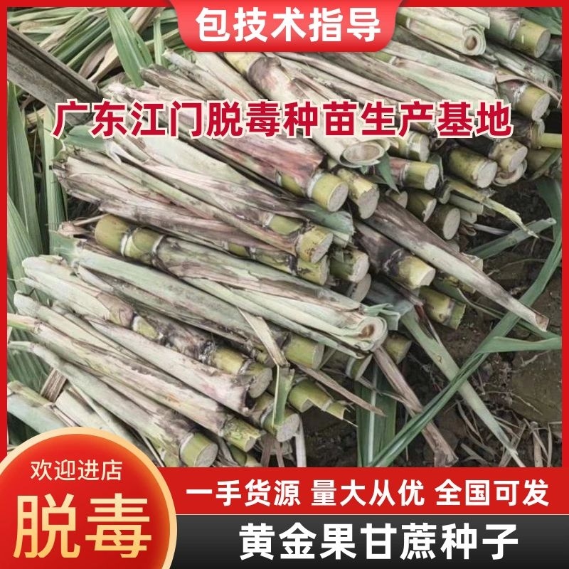 全年提供种苗黄金脱毒甘蔗货源充足欢迎选购