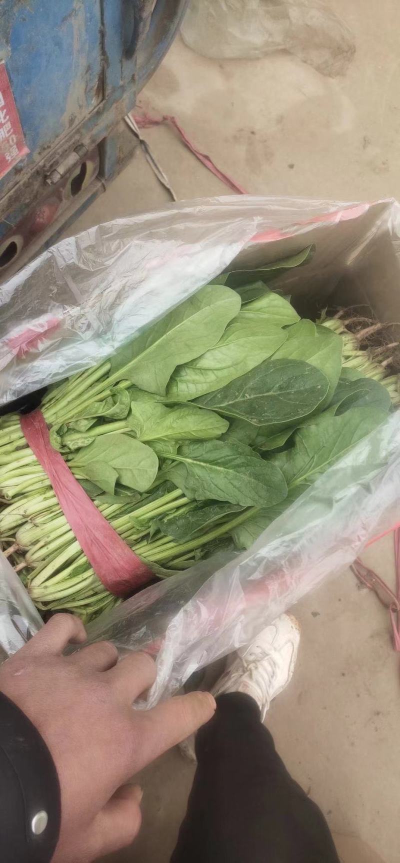 安阳大叶菠菜产地直发卖相好价格实惠欢迎来电