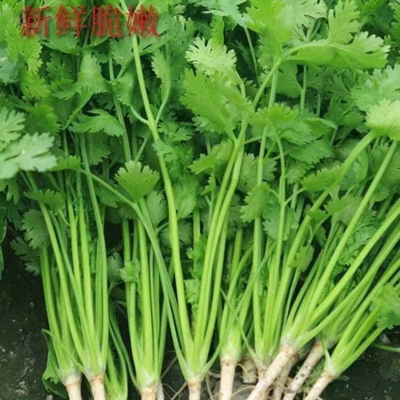 精品香菜产地直发货源充足价格实惠品质有保障