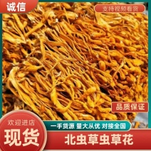 热卖北虫草虫草花排草小孢头新货批发整箱产地发货