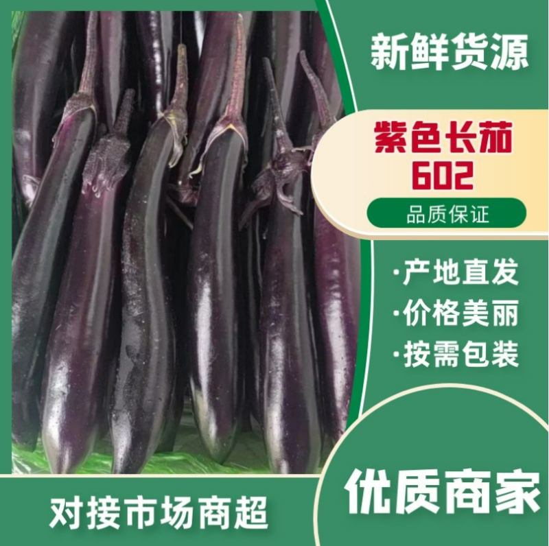 辽宁暖棚紫长茄子，紫力人602，精品紫库茄子大量上市，