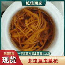 虫草花北虫草产地干货一斤精装食用菌一件代发