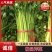 精品芹菜粗细均匀产地直发全国大量供应可视频看货