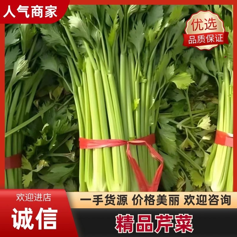 精品芹菜粗细均匀产地直发全国大量供应可视频看货