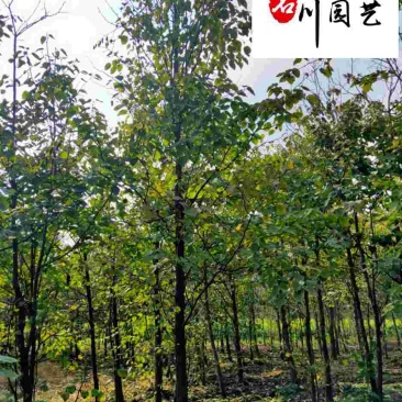 出售珙桐树鸽子树四川珙桐基地批发5至10公分珙桐价格