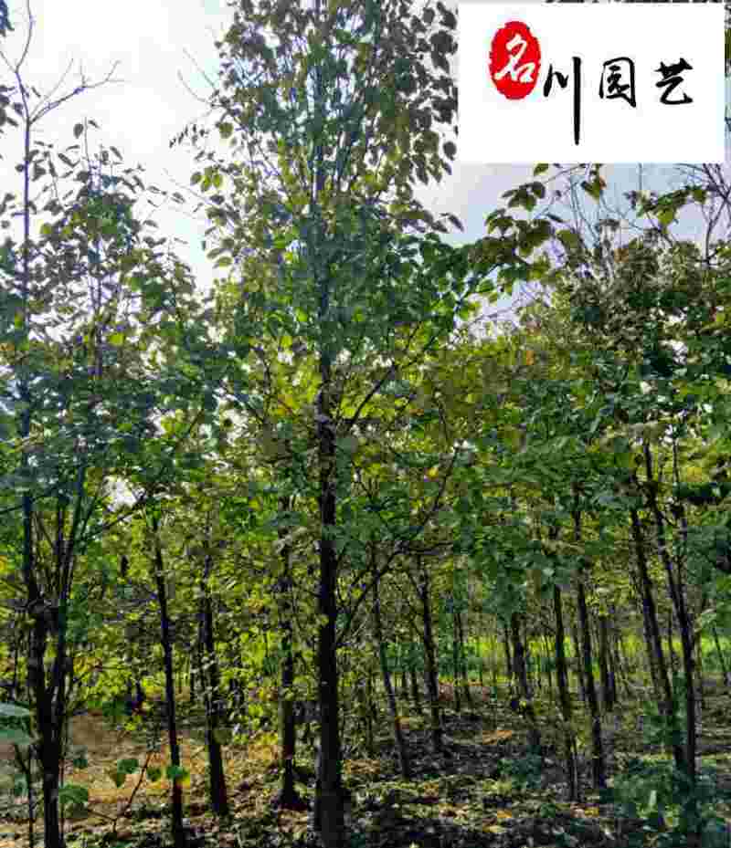 出售珙桐树鸽子树四川珙桐基地批发5至10公分珙桐价格
