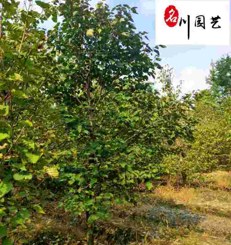 出售珙桐树鸽子树四川珙桐基地批发5至10公分珙桐价格