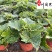 苗圃批发供应瓜叶菊瓜叶菊杯苗批发价格花境花坛观赏草花