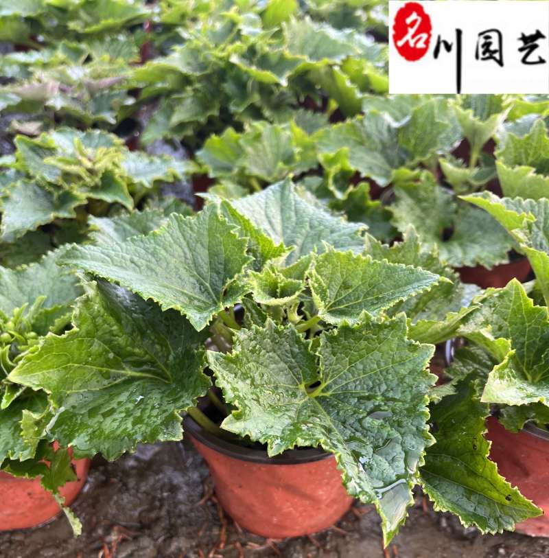 苗圃批发供应瓜叶菊瓜叶菊杯苗批发价格花境花坛观赏草花