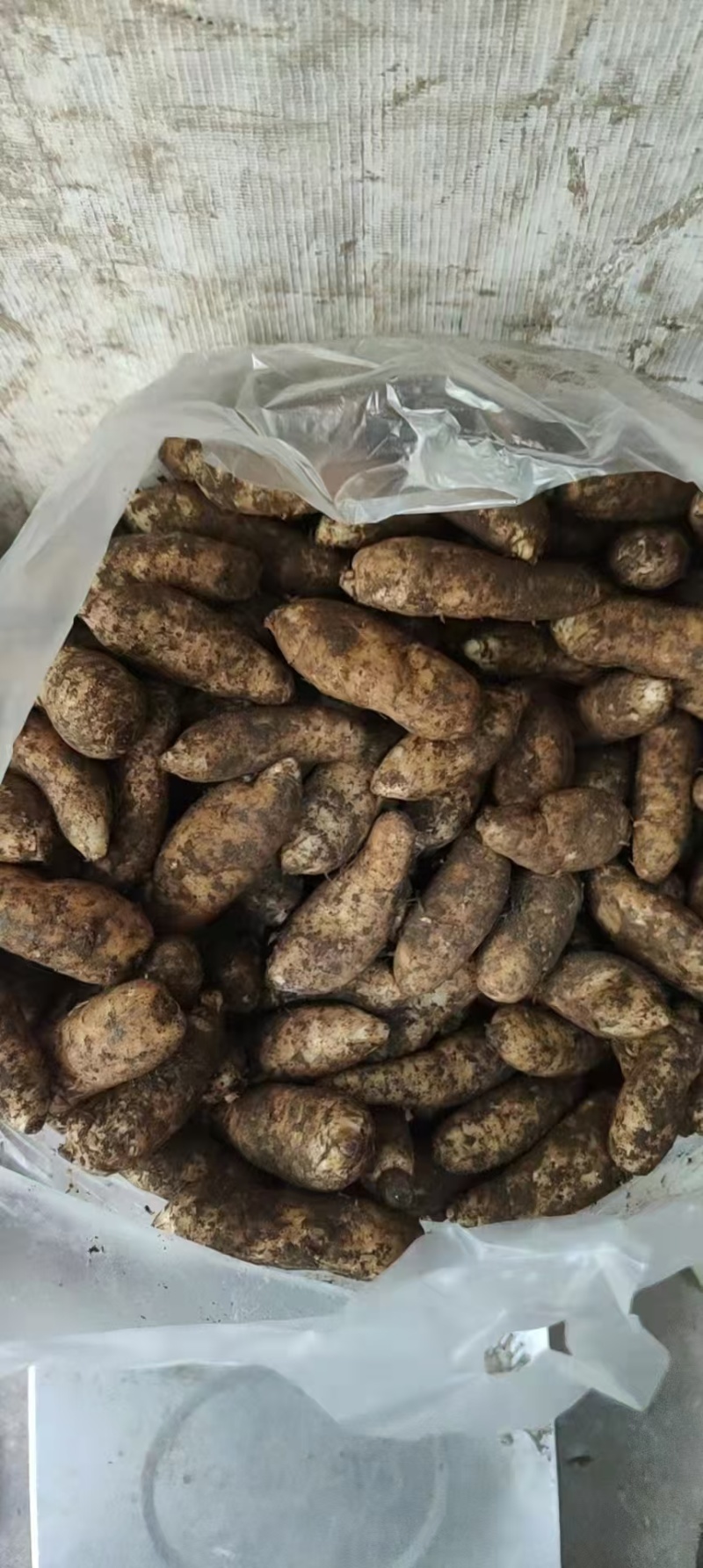 云南昭通鲜天麻小草坝天麻质量保障一件可发包邮