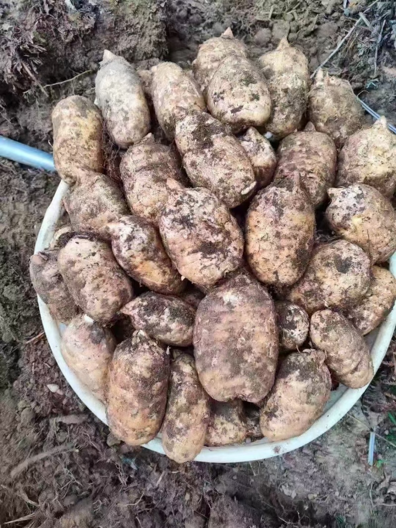 云南昭通鲜天麻小草坝天麻质量保障一件可发包邮