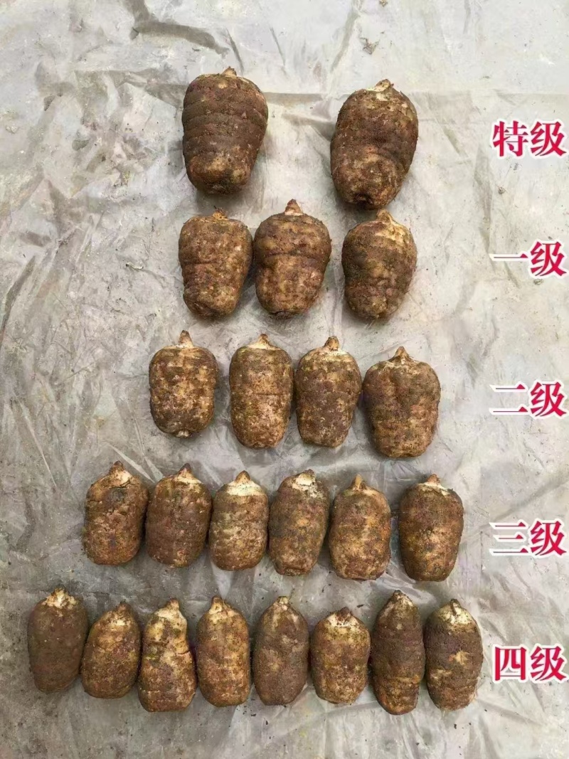 云南昭通小草坝乌天麻鲜天麻产地直发欢迎联系