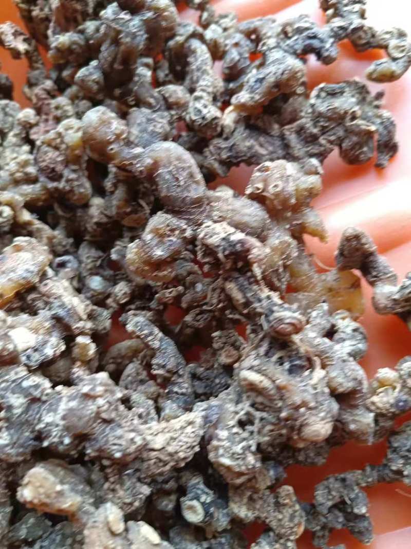 广西黄精鸡头黄精姜型黄精九蒸九晒品质保证欢迎下单