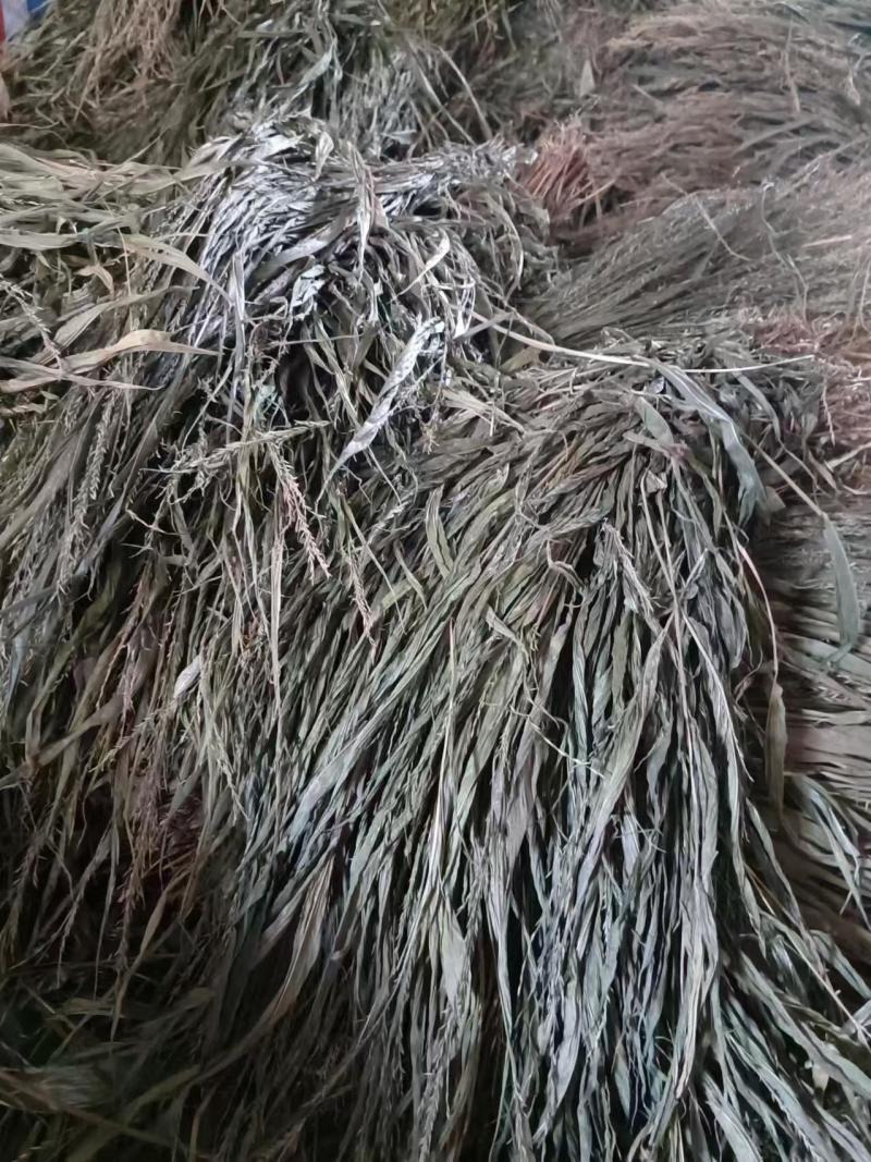 精品淡竹叶野生淡竹叶品质高量大从优货源充足