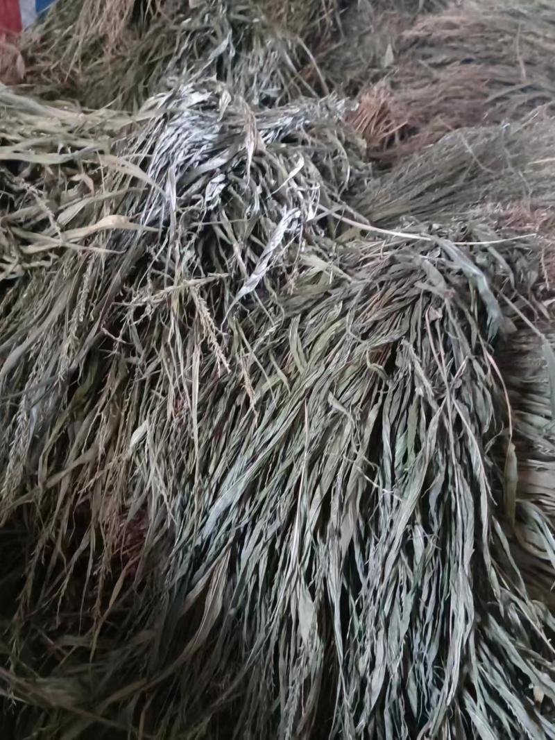 精品淡竹叶野生淡竹叶品质高量大从优货源充足