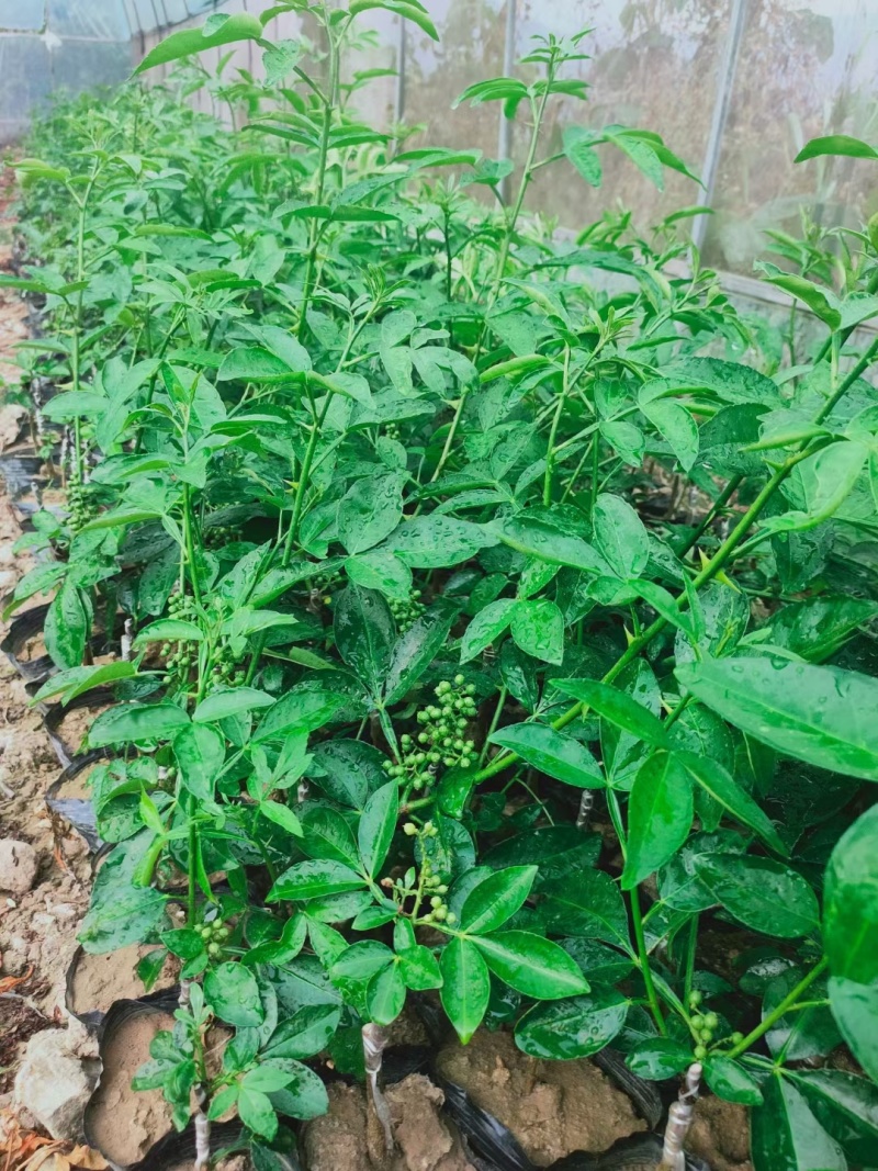 九叶青花椒杯苗