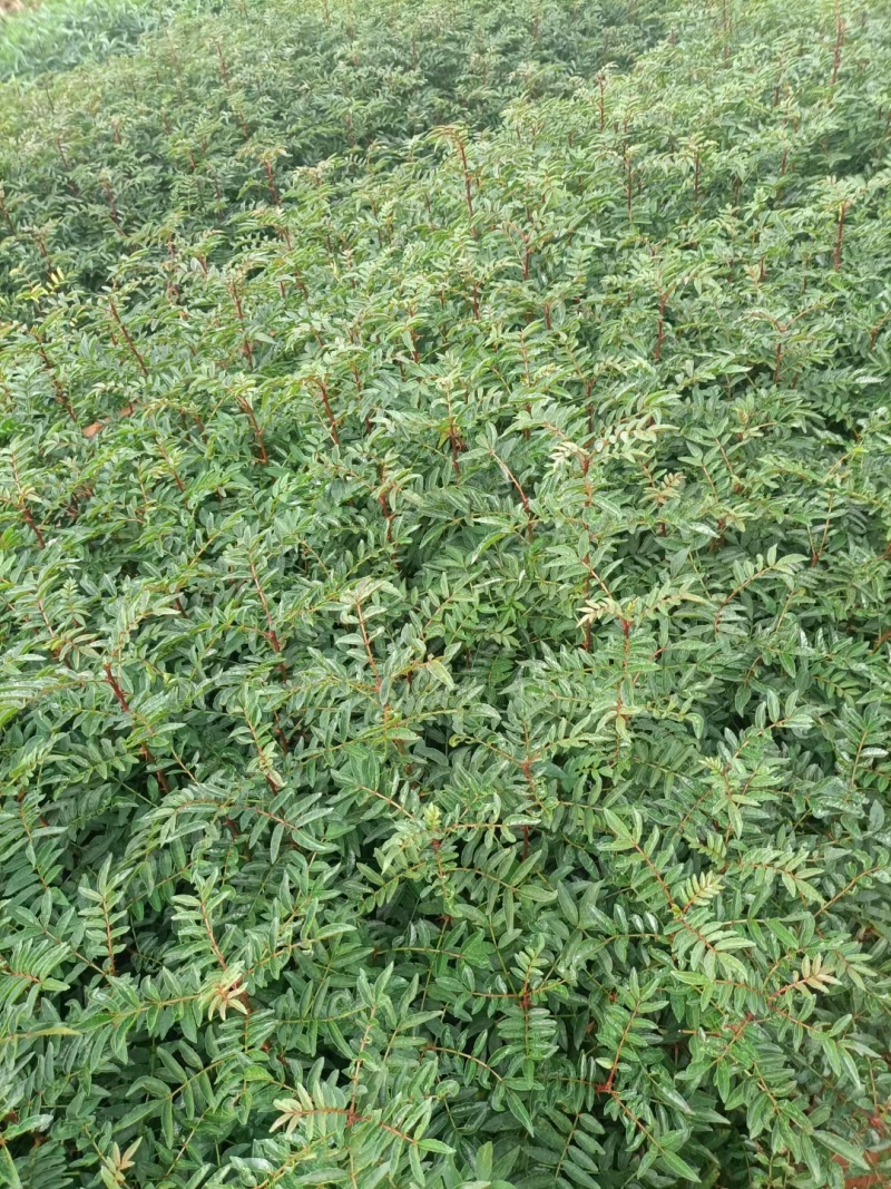 九叶青花椒杯苗