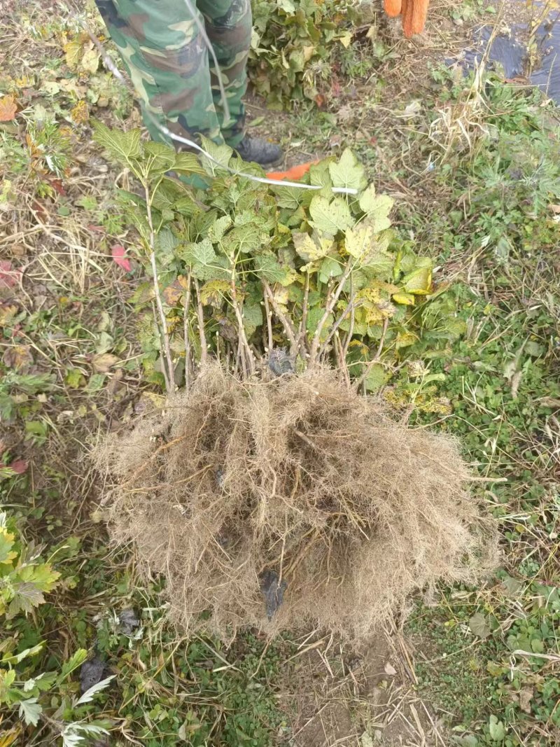黑加仑树苗树葡萄苗南北方种植黑加仑树葡萄苗盆栽地栽果树苗
