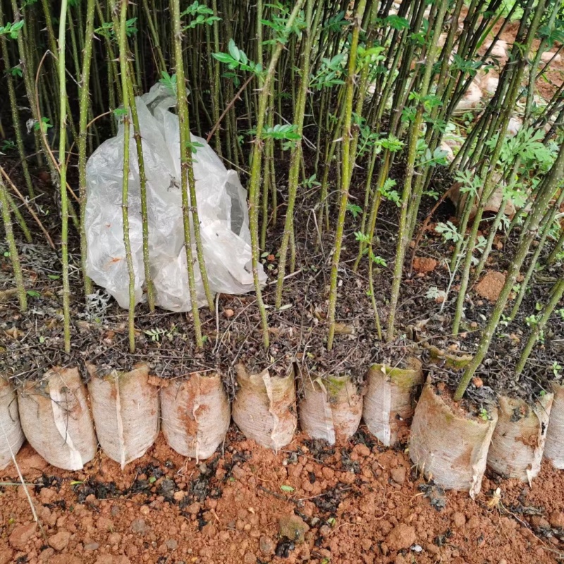 九叶青花椒杯苗