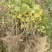 黑加仑树苗树葡萄苗南北方种植黑加仑树葡萄苗盆栽地栽果树苗