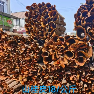 桂皮山桂皮野生桂皮精品货量大从优一手货源欢迎咨询