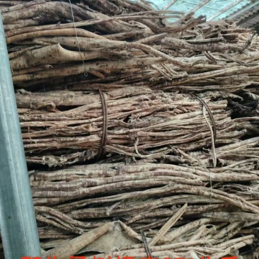 桑皮野生桑皮品质保障精品货源量大从优欢迎咨询