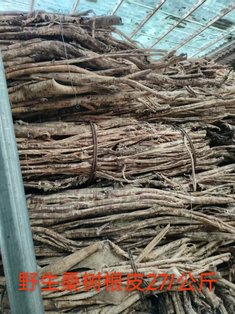 桑皮野生桑皮品质保障精品货源量大从优欢迎咨询