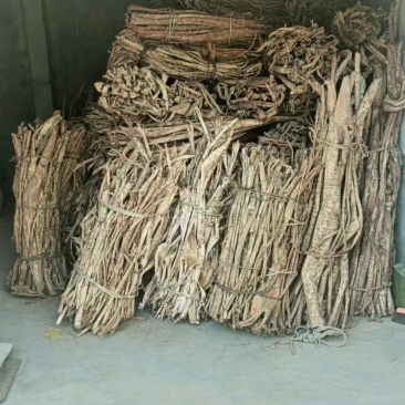 桑白皮野生桑白皮品质保障量大从优欢迎咨询