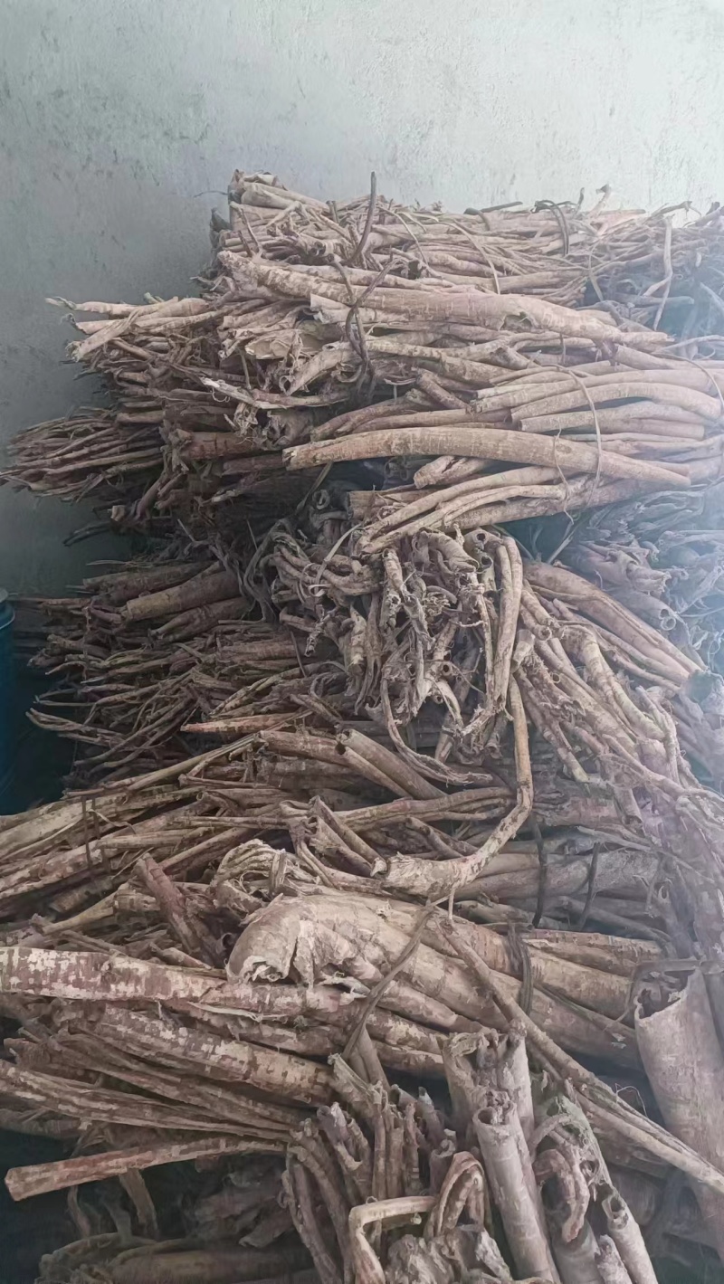 桑白皮野生桑白皮品质保障量大从优欢迎咨询
