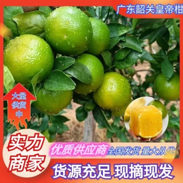 广东皇帝柑柑桔皮薄肉厚货源充足量大从优供全国电商