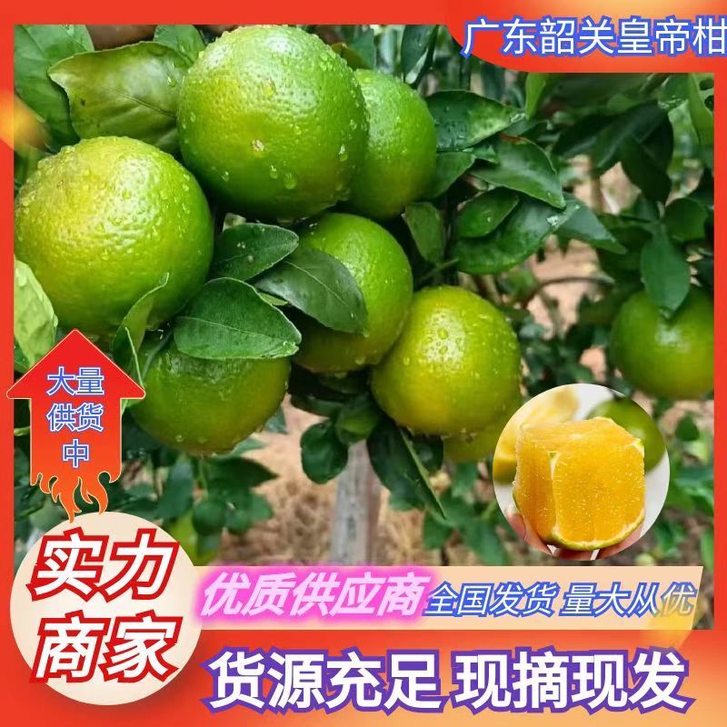 广东皇帝柑柑桔皮薄肉厚货源充足量大从优供全国电商