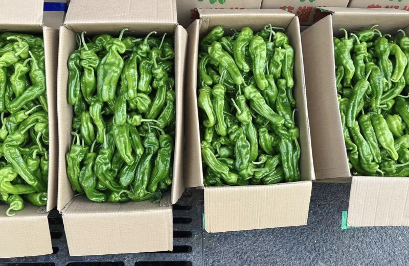 【精品】淮安薄皮椒精品货源产地直发欢迎来电咨询