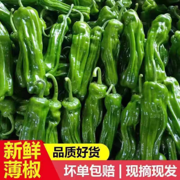 【精品】淮安薄皮椒精品货源产地直发欢迎来电咨询