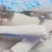 盐渍藕段，渭南精品藕断，现货速发，欢迎选购