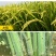20%呋虫胺水稻稻飞虱抗性白粉虱蓟马蚜虫农药杀虫剂