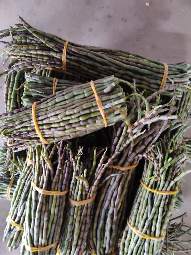 精品特级铁皮石斛鲜条，浙江品种粗条，靓条。