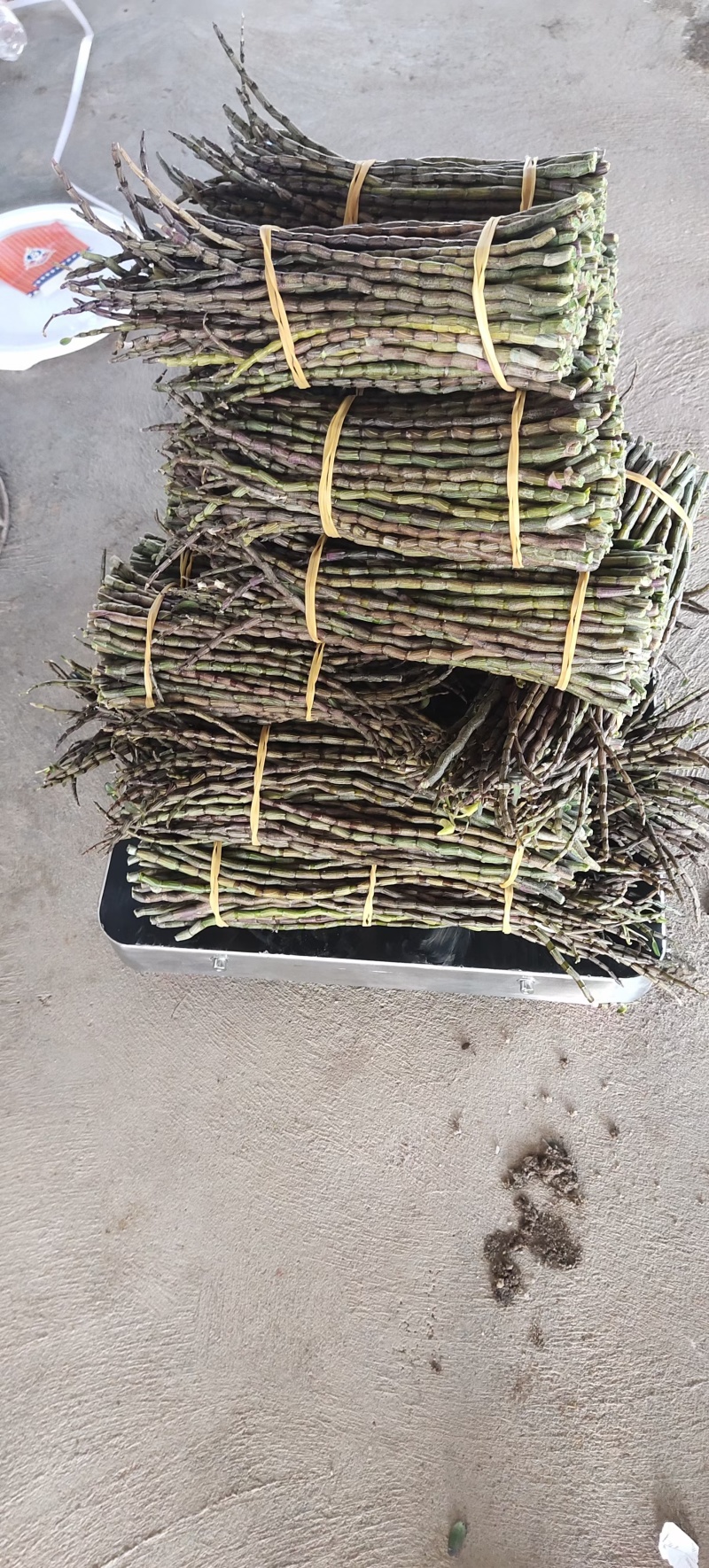 精品特级铁皮石斛鲜条，浙江品种粗条，靓条。